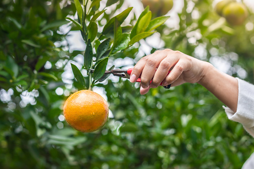 Close-up of young woman's hand cutting fresh oranges with water droplets in the garden