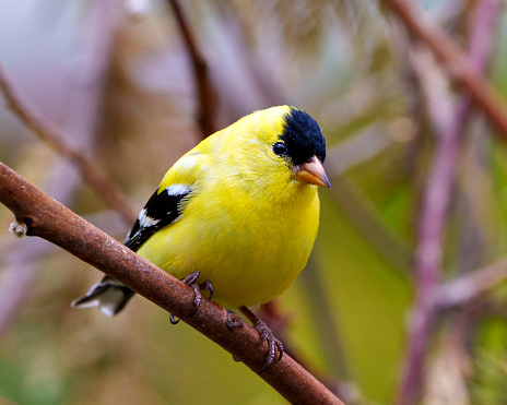 American Goldfinch male close-up profile view, perched on a branch with a blur forest background in its environment and habitat surrounding and displaying its yellow feather plumage. Finch Photo and Image.