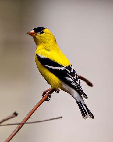 American Goldfinch male close-up side view, perched on a branch with a white background in its environment and habitat surrounding and displaying its yellow feather plumage. Finch Photo and Image.