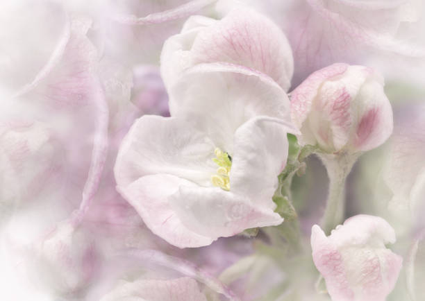 Fowers  white-pink.  Floral spring background.  Close-up. Nature.