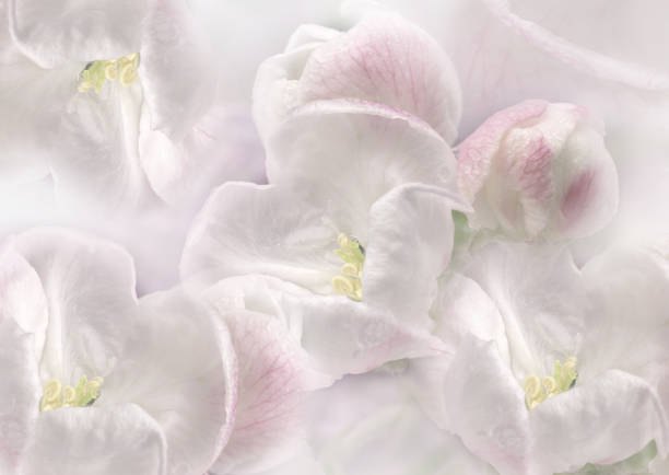 Fowers  white.  Floral spring background.  Close-up. Nature.