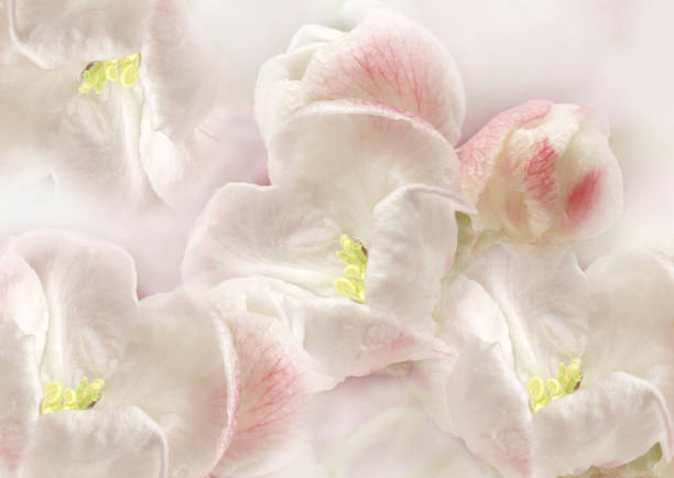 Fowers  light red.  Floral spring background.  Close-up. Nature.