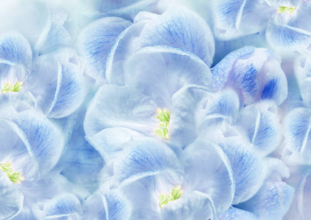 Blooming peony flower abstract background.