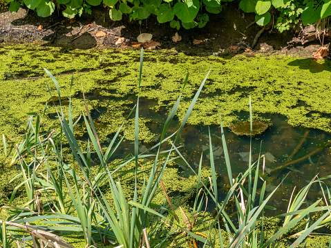 Natural pond full of algae in summer