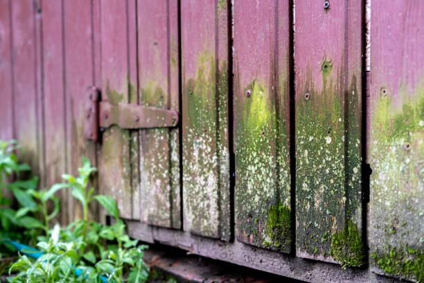 istock The wall of the barn is overgrown with moss. 1400830154