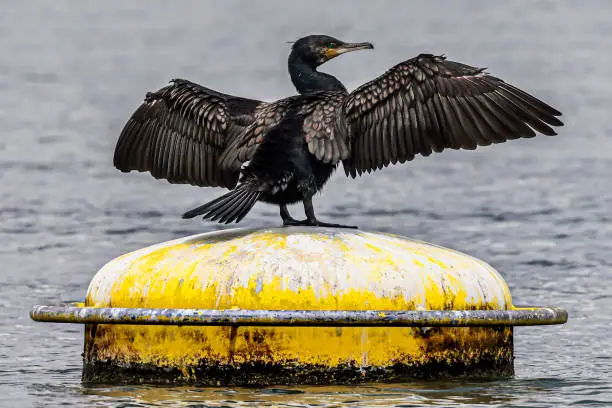 Cormorant on a buoy