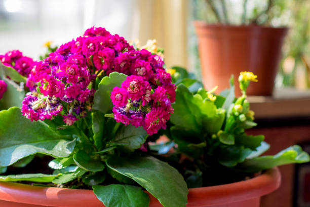Pink Kalanchoe flowers in the interior, flowers in a pot, houseplants. Colorful small flowers of Kalanchoe close-up Pink Kalanchoe flowers in the interior, flowers in a pot, houseplants. Colorful small flowers of Kalanchoe close-up  Kalanchoe stock pictures, royalty-free photos & images