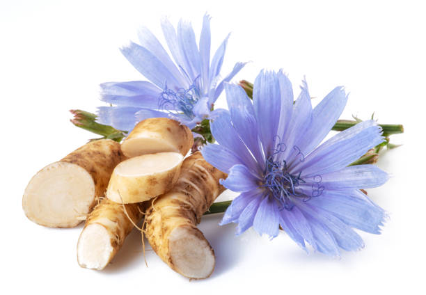 istock Chicory flowers and roots close up on the white background. 1400831680