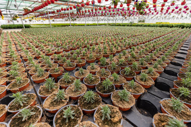 istock Rows of pots with lavender at plant nursery 1400831682