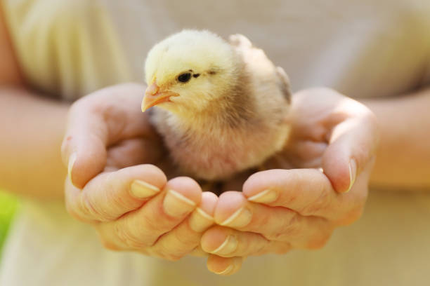 istock Newborn fluffy chick in hands, close-up. 1400832026