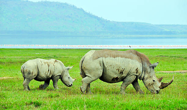 istock White rhino with baby 140083282