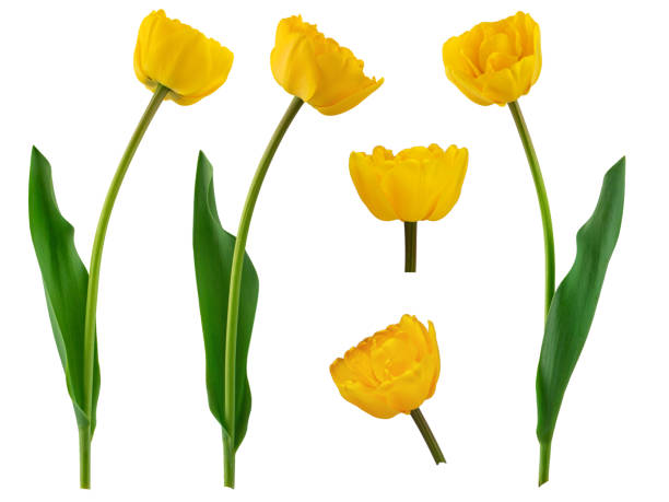 istock yellow daffodils and tulips with green leaves isolated on a white background 1400833295