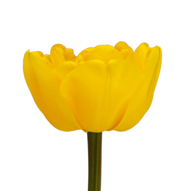 istock yellow daffodils and tulips with green leaves isolated on a white background 1400833302
