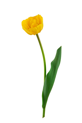 yellow daffodils and tulips with green leaves isolated on a white background