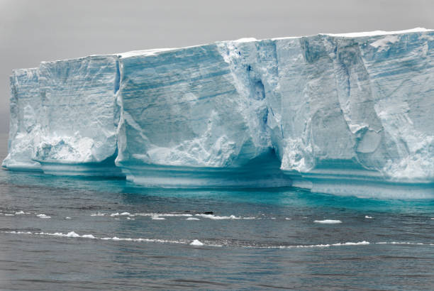 whale - antarctic peninsula - tabular iceberg in bransfield strait - climate change south pole antarctica imagens e fotografias de stock