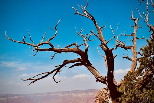 The natural beauty of a juniper tree arching over the extreme terrain of the overlook