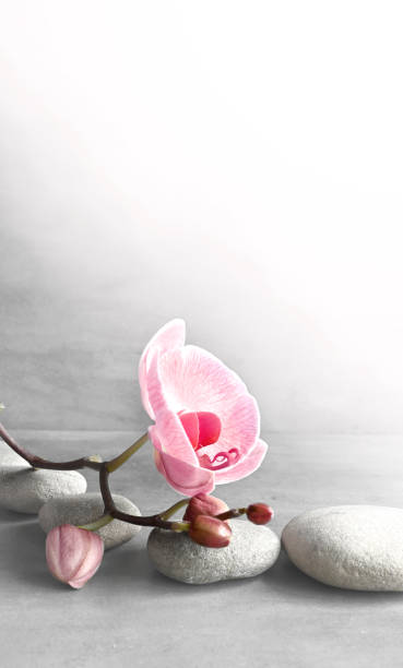 istock Composition with spa stones, orchid pink flower on grey background. 1400834626