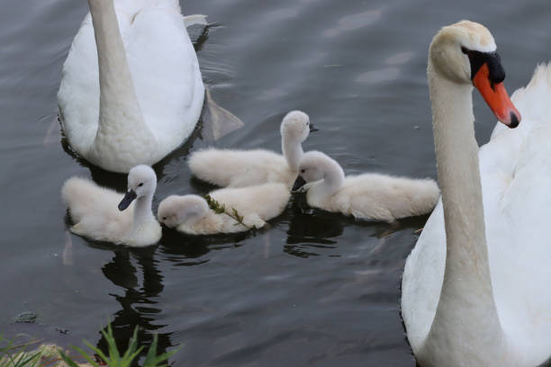 Free picture: grace, swan, offspring, birds, young, bird family ...