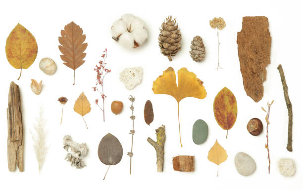 istock Autumn elements collection. Autumn seasonal composition with various elements: leaves, twigs, bark, cones, chestnut and stones. Design elemets isoated on white background. 1400834815