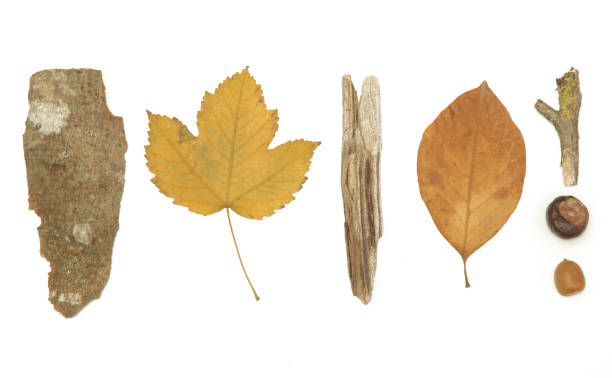 istock Autumn elements collection. Autumn seasonal composition with various elements: leaves, twigs, bark, cones, chestnut and stones. Design elemets isoated on white background. 1400834873