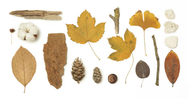 istock Autumn elements collection. Autumn seasonal composition with various elements: leaves, twigs, bark, cones, chestnut and stones. Design elemets isoated on white background. 1400835390