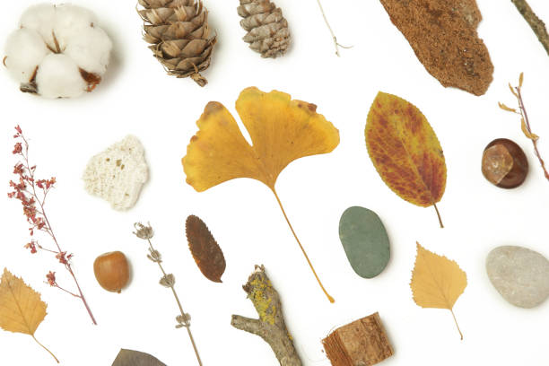 istock Autumn elements collection. Autumn seasonal composition with various elements: leaves, twigs, bark, cones, chestnut and stones. Design elemets isoated on white background. 1400835433