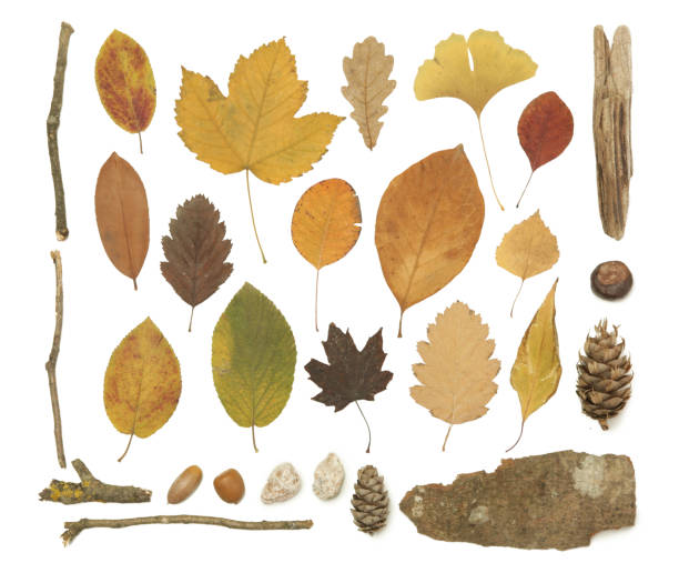 istock Autumn elements collection. Autumn seasonal composition with various elements: leaves, twigs, bark, cones, chestnut and stones. Design elemets isoated on white background. 1400835540
