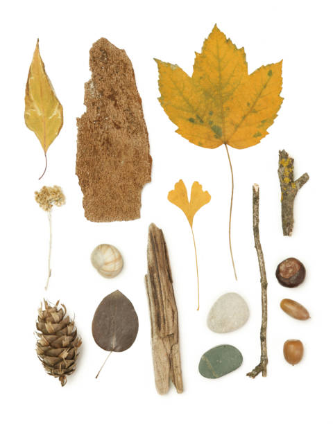 istock Autumn elements collection. Autumn seasonal composition with various elements: leaves, twigs, bark, cones, chestnut and stones. Design elemets isoated on white background. 1400835550