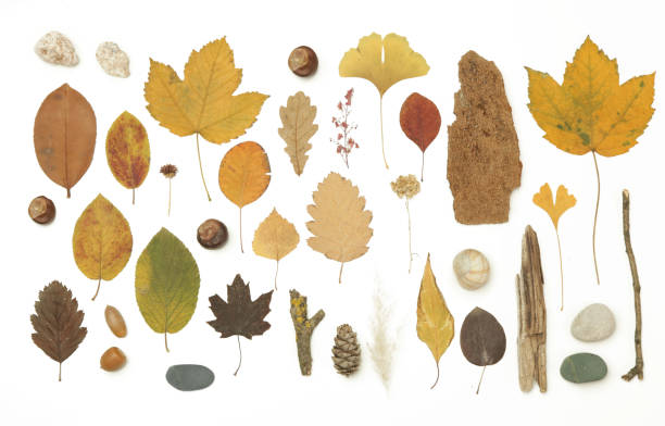 istock Autumn elements collection. Autumn seasonal composition with various elements: leaves, twigs, bark, cones, chestnut and stones. Design elemets isoated on white background. 1400835575