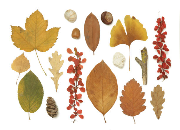 istock Autumn elements collection. Autumn seasonal composition with various elements: leaves, twigs, bark, cones, chestnut and stones. Design elemets isoated on white background. 1400835709