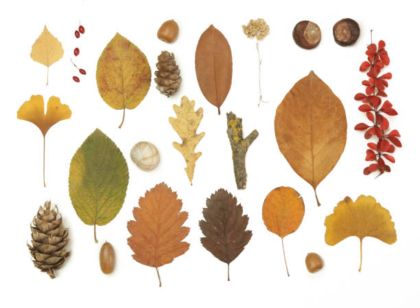 istock Autumn elements collection. Autumn seasonal composition with various elements: leaves, twigs, bark, cones, chestnut and stones. Design elemets isoated on white background. 1400835732