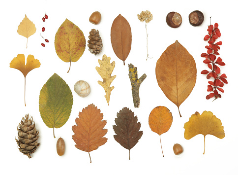 Autumn elements collection. Autumn seasonal composition with various elements: leaves, twigs, bark, cones, chestnut and stones. Design elemets isoated on white background.