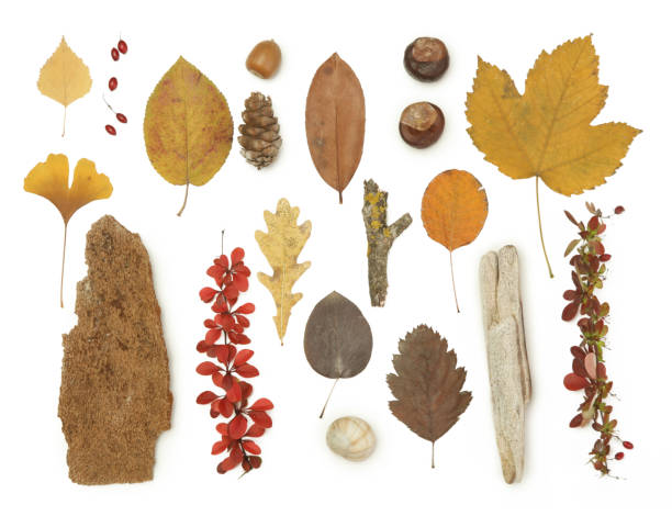 istock Autumn elements collection. Autumn seasonal composition with various elements: leaves, twigs, bark, cones, chestnut and stones. Design elemets isoated on white background. 1400835739
