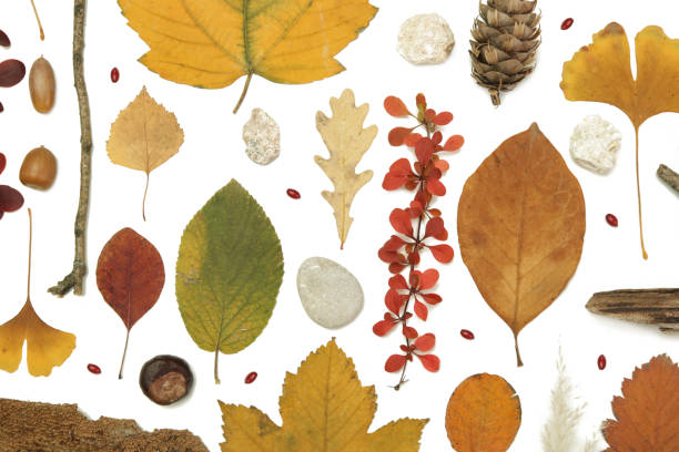 istock Autumn elements collection. Autumn seasonal composition with various elements: leaves, twigs, bark, cones, chestnut and stones. Design elemets isoated on white background. 1400835803