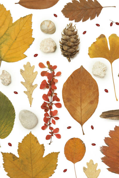 istock Autumn elements collection. Autumn seasonal composition with various elements: leaves, twigs, bark, cones, chestnut and stones. Design elemets isoated on white background. 1400835806