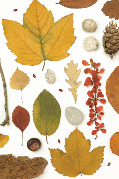 istock Autumn elements collection. Autumn seasonal composition with various elements: leaves, twigs, bark, cones, chestnut and stones. Design elemets isoated on white background. 1400835881