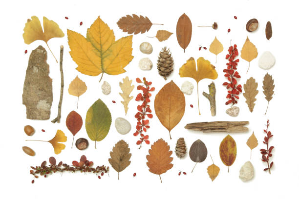 istock Autumn elements collection. Autumn seasonal composition with various elements: leaves, twigs, bark, cones, chestnut and stones. Design elemets isoated on white background. 1400835957