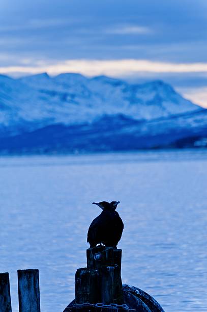 istock Cormoran bird sits on a pier, in winter 140083671