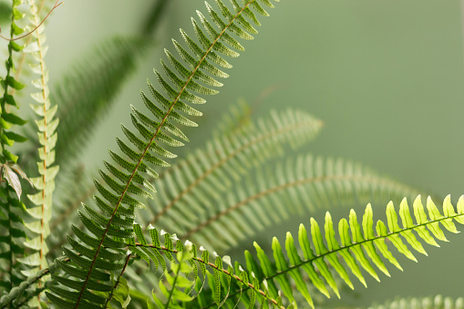 Fern leaves close-up.Abstract natural background.Urban jungle concept.Biophilic design.Selective focus.