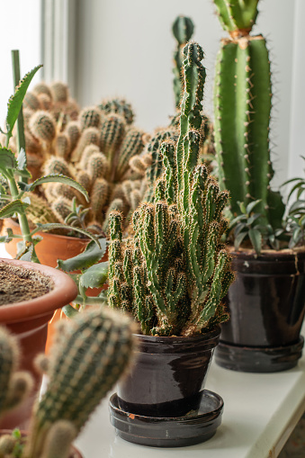 Different types of cacti on the windowsill.Home gardening,urban jungle,biophilic design.Selective focus.
