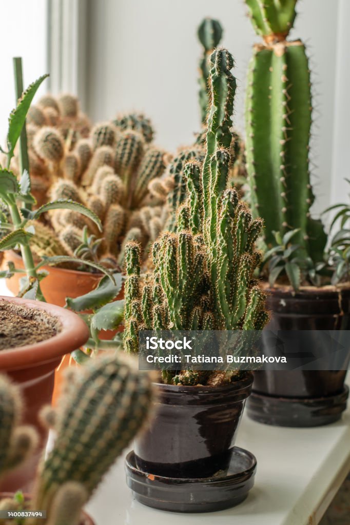 Different types of cacti on the windowsill.Home gardening,urban jungle,biophilic design. Different types of cacti on the windowsill.Home gardening,urban jungle,biophilic design.Selective focus. Cactus Stock Photo