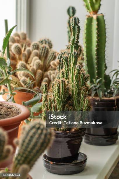 Different Types Of Cacti On The Windowsillhome Gardeningurban Junglebiophilic Design Stock Photo - Download Image Now