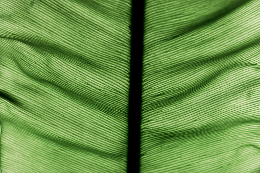 Close-up of green leaf.Natural abstract background.Urban jungle concept.Biophilic design.