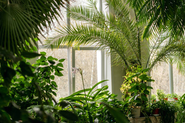 Fragment of the interior with indoor plants and palm trees.Urban jungle concept.Biophilia design.Home gardening. stock photo