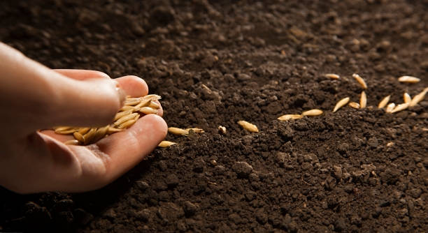 woman hand sowing weat seed stock photo