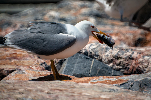 View of a seagull at shore eating a big piece of fish.