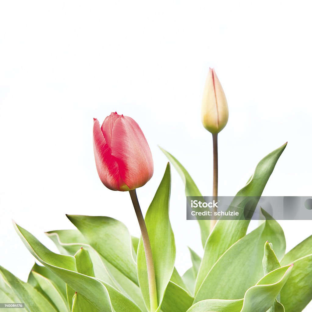 Tulip Tulips isolated on white Blossom Stock Photo