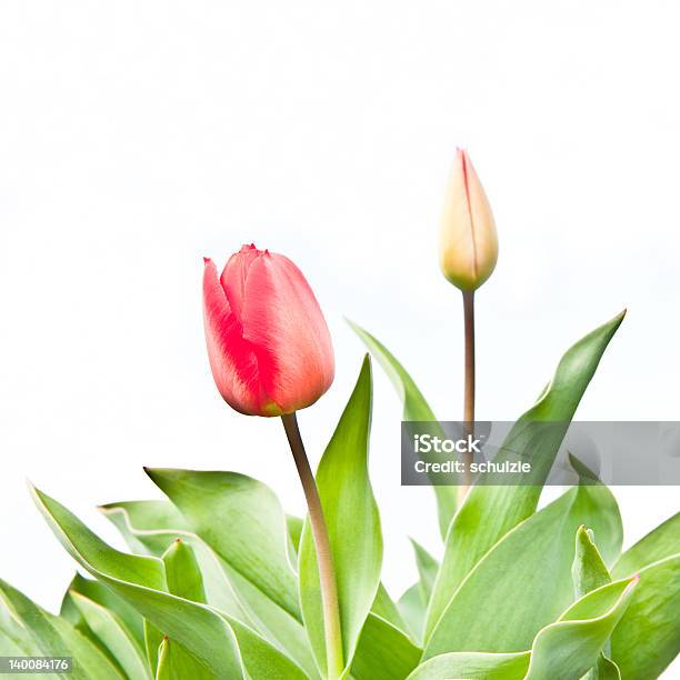 Tulip Stock Photo - Download Image Now - Blossom, Bouquet, Bunch of Flowers