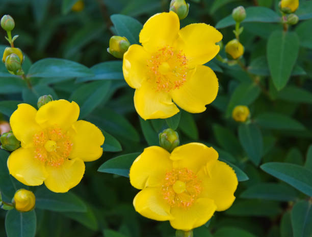istock Yellow flowers. Tall St. John's wort. Hypericum patulum  ’Hidcote’ 1400841822