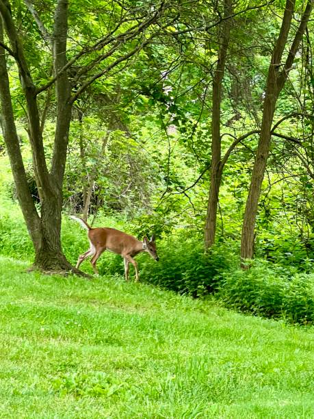istock Deer animal park Staten Island New York 1400841883